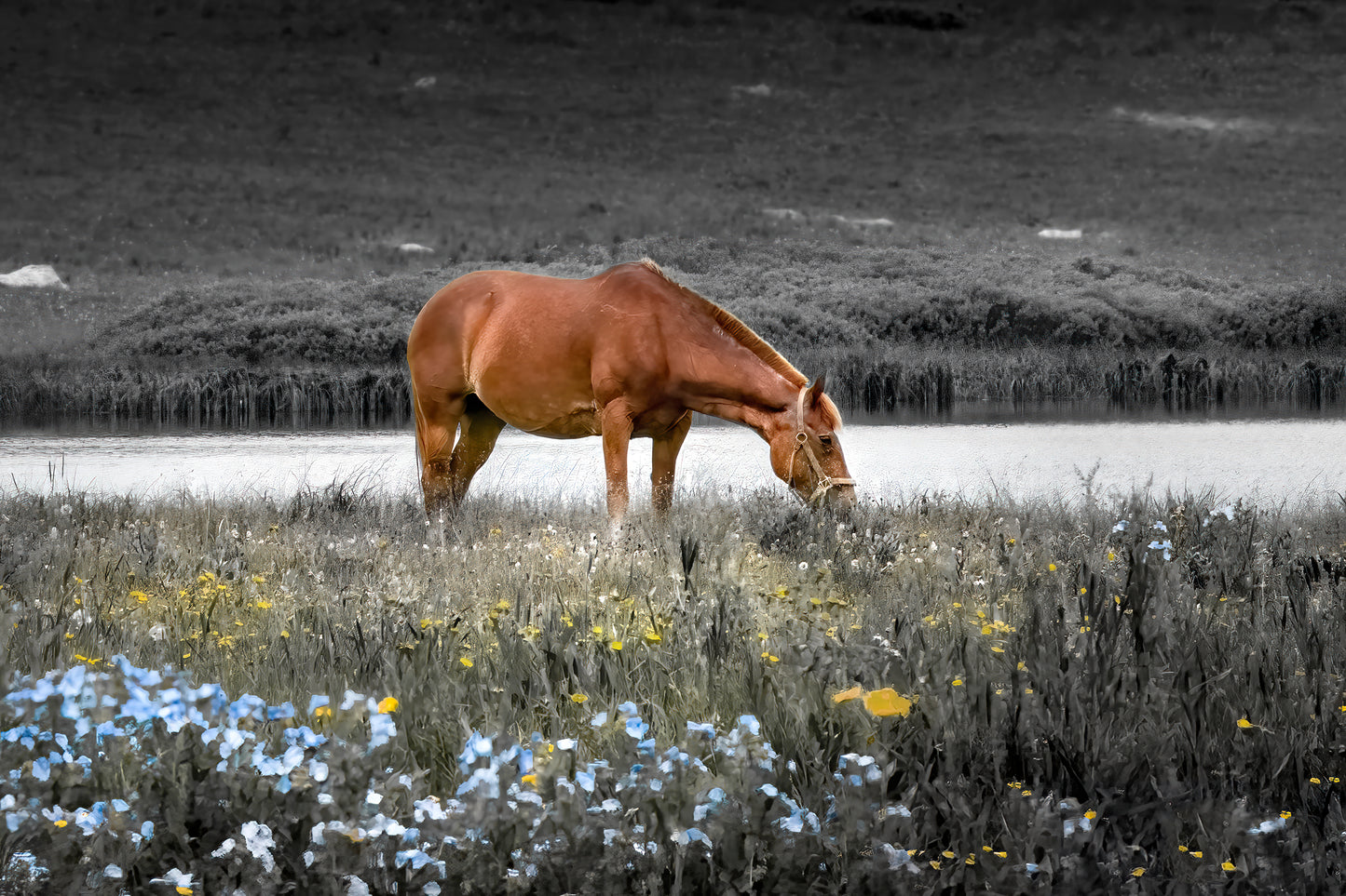 Title: Field of Dreams