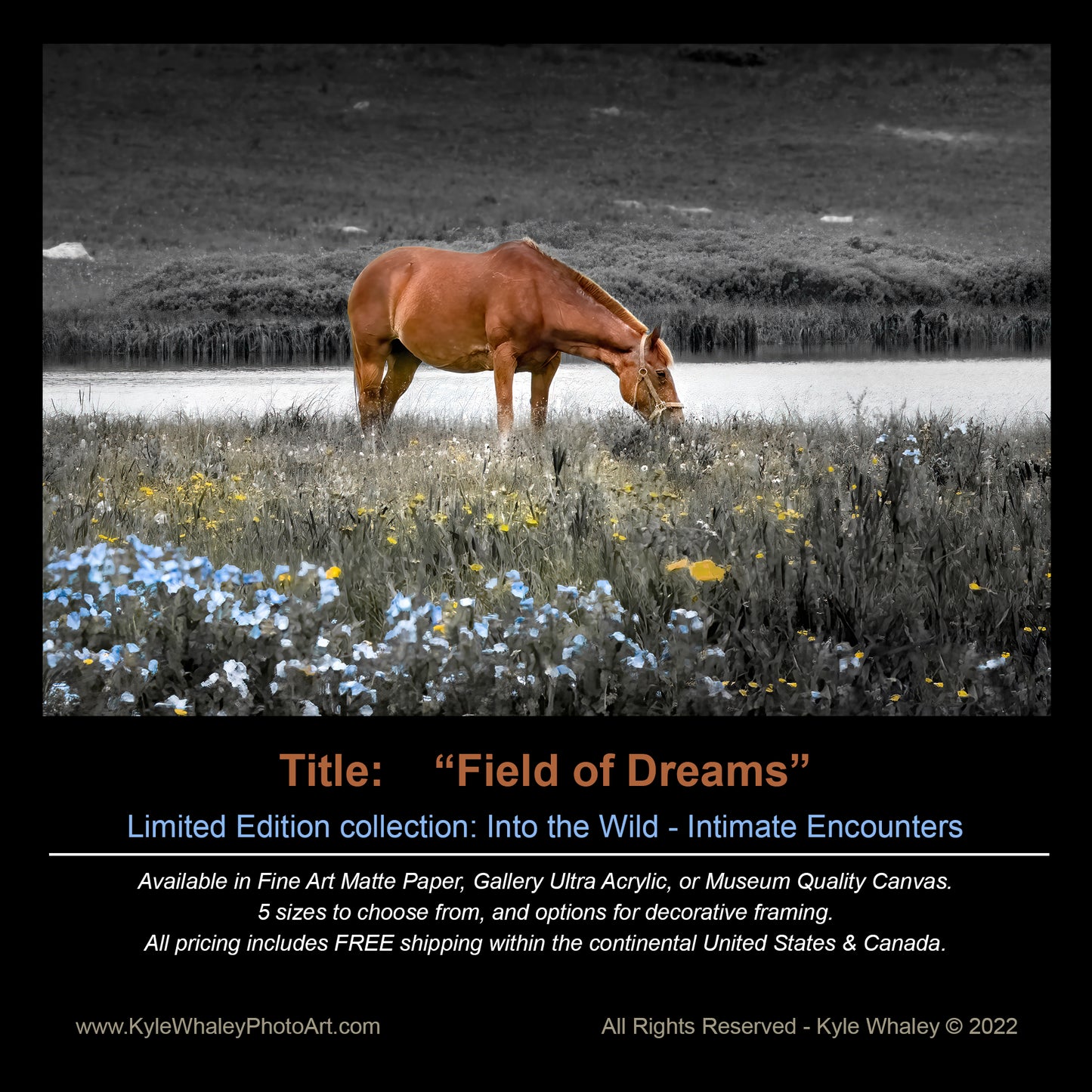 Title: Field of Dreams
