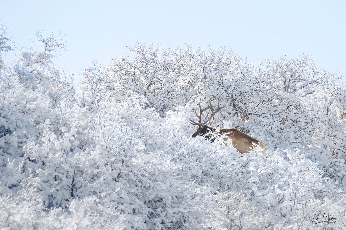 Title: Winter's Majesty II
