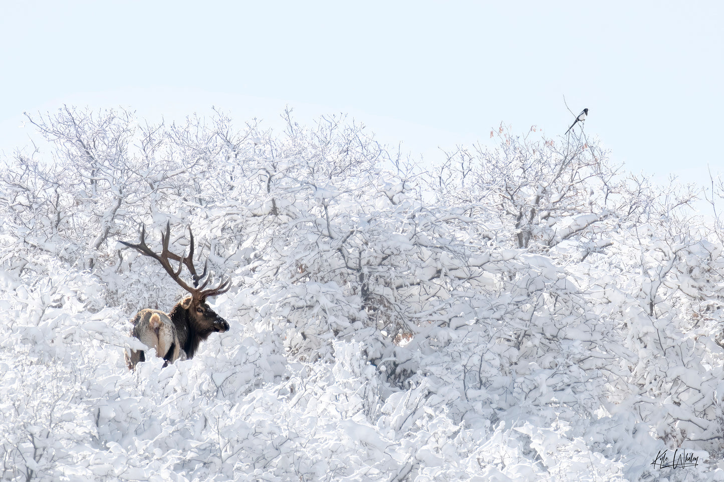 Title: Winter's Majesty