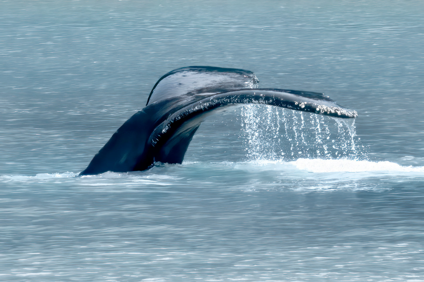 Title: Tail of the Whale