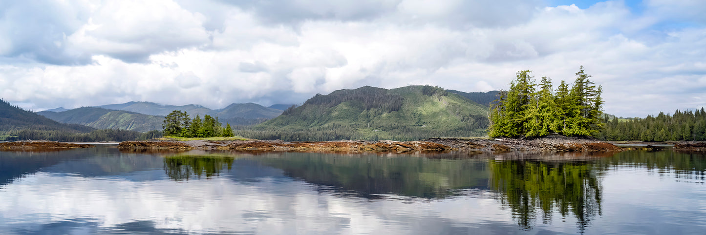 Title: Sitka Spruce Reflections