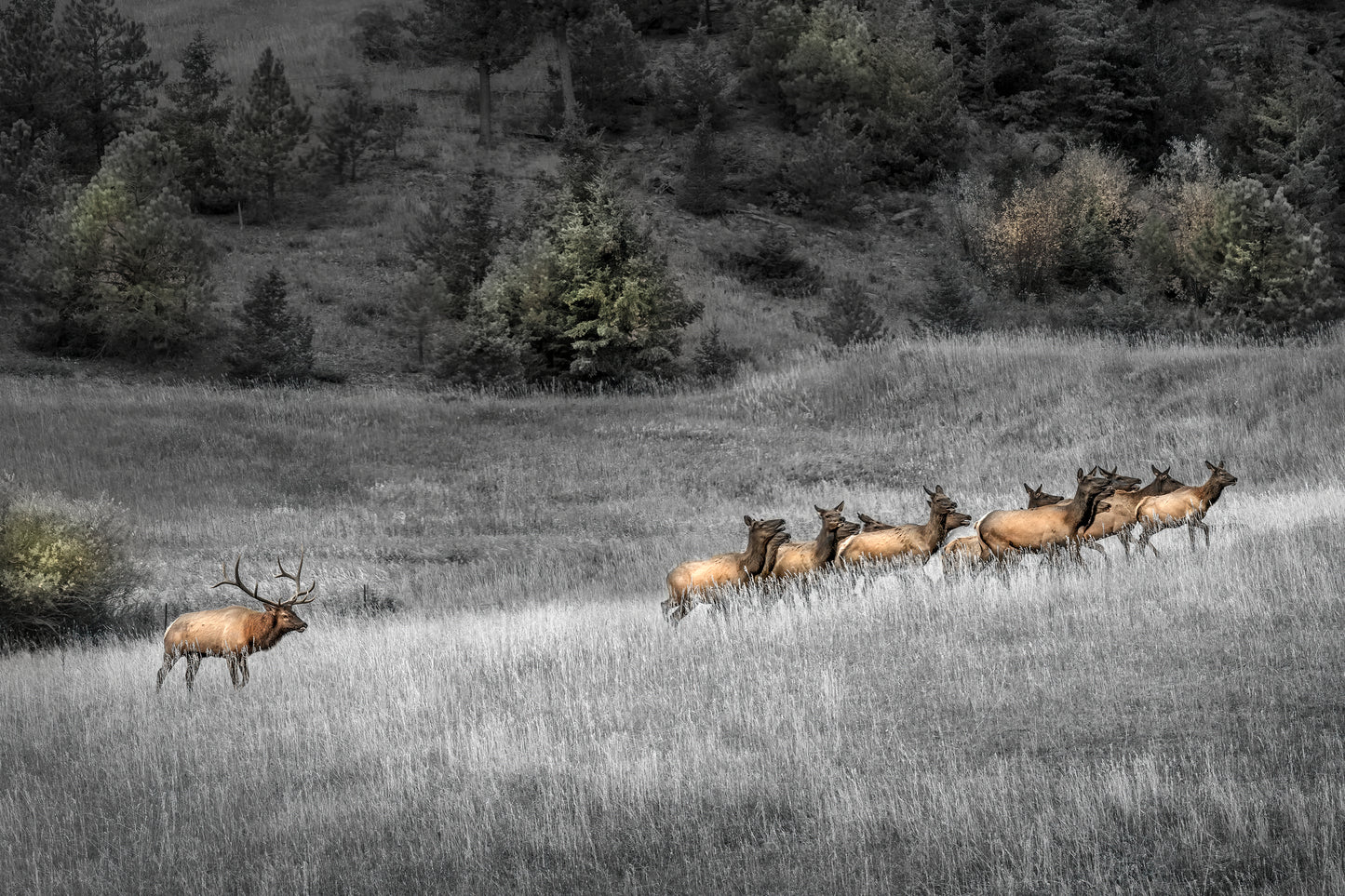 Title: The Charm & The Chase