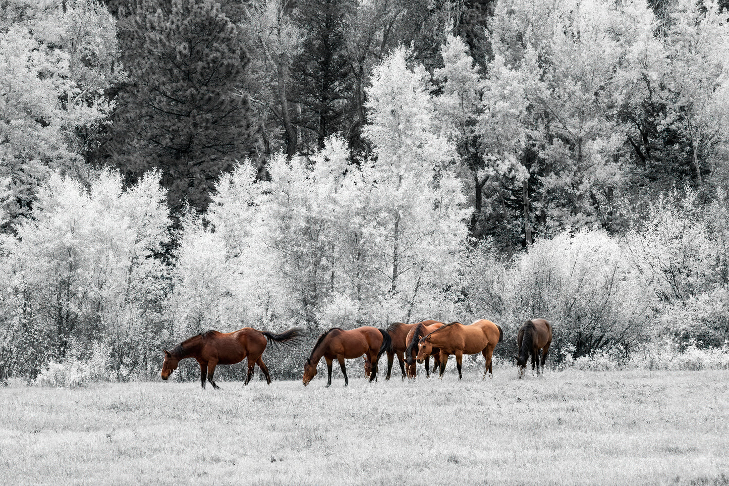 Title: Open Pastures