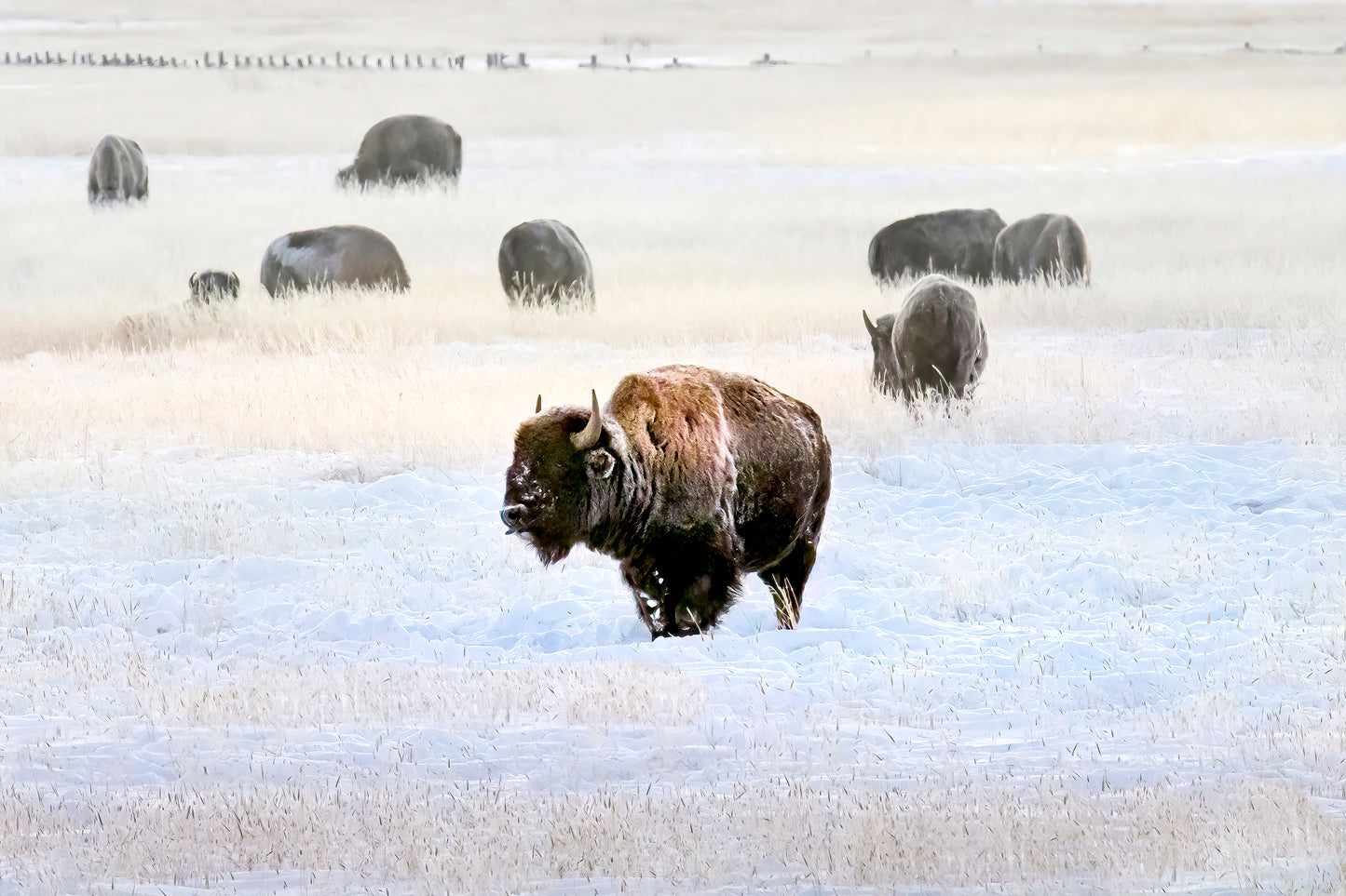 Title: Buffalo, I'm Not