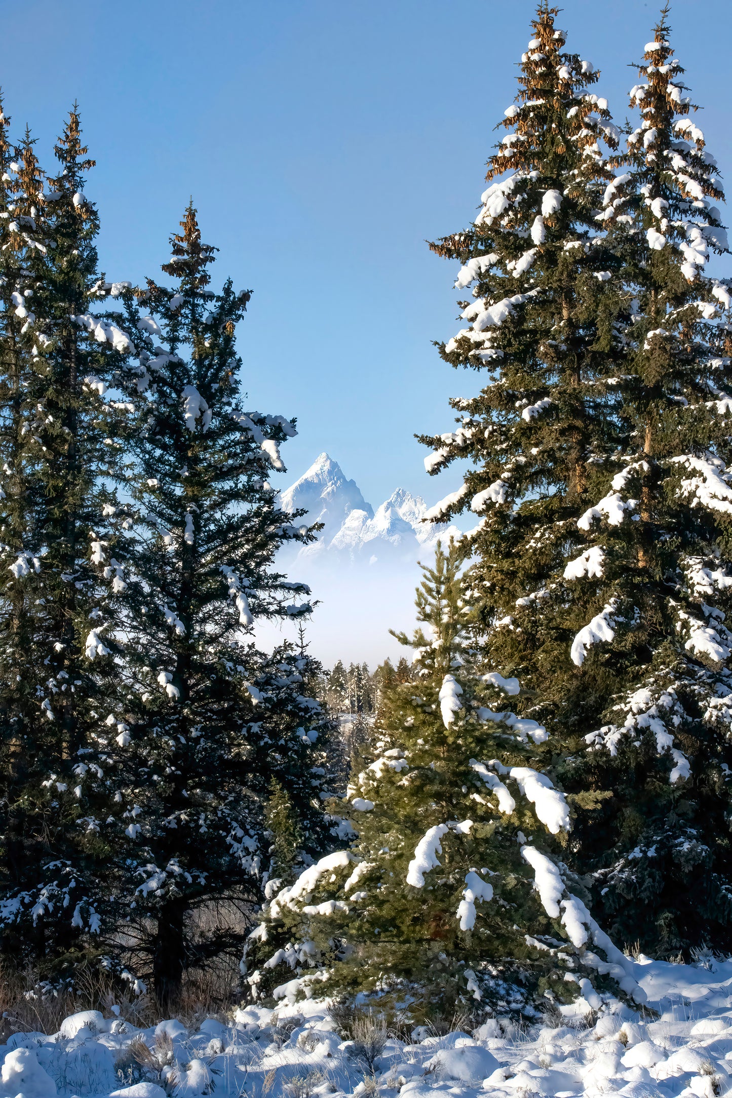 Title: Buffalo Fork Vista