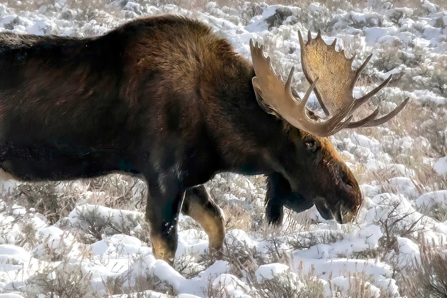 Title: Ice Field