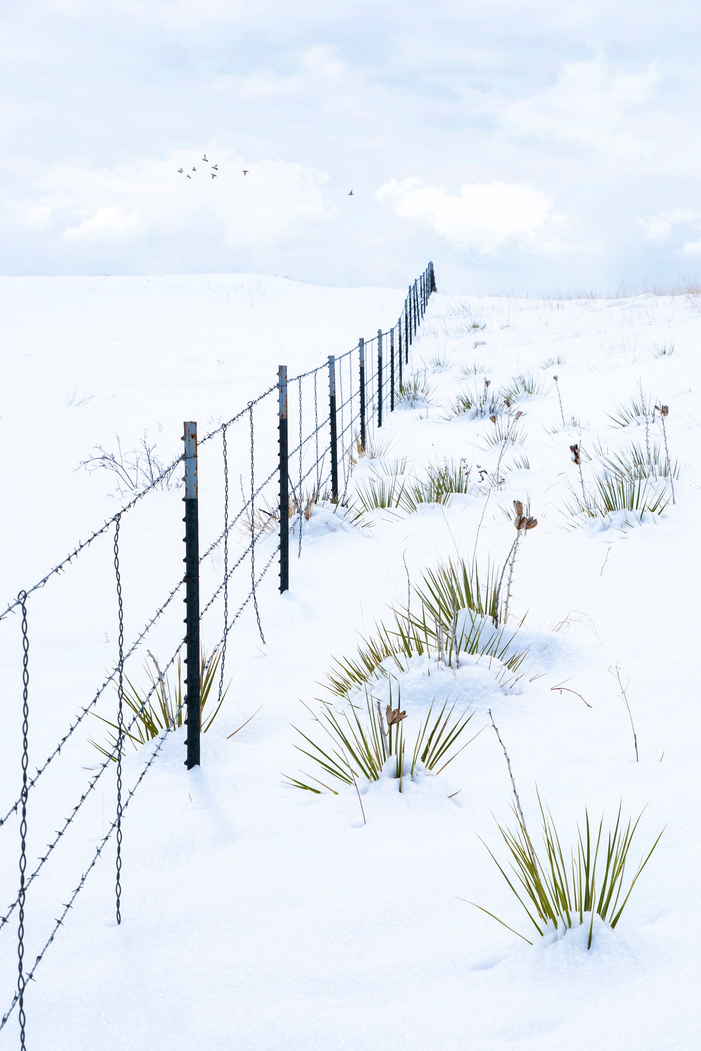 Title: Barbed Wire