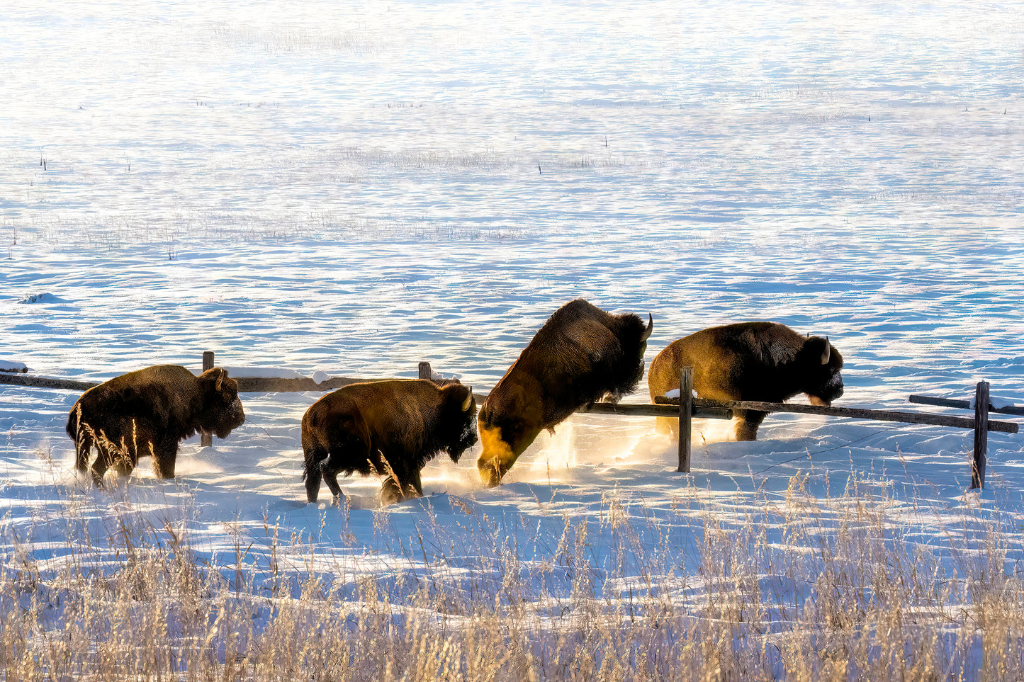 Title: Counting Bison