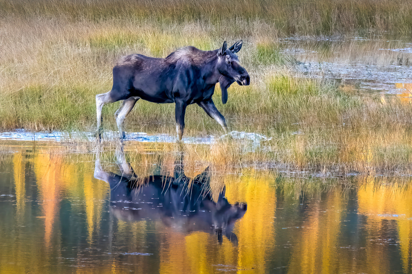 Title: Golden Reflections