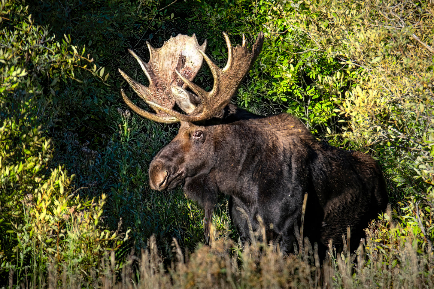 Title: The Antlers