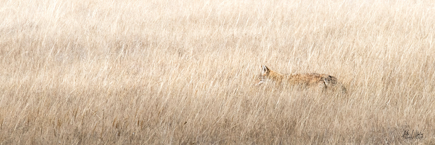 Title: Ghost of the Grasslands