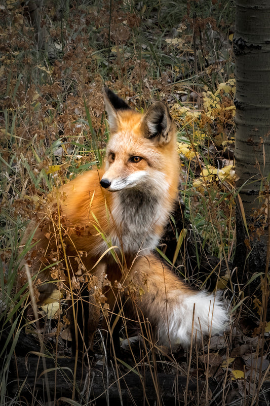 Title:    Red Fox Portrait