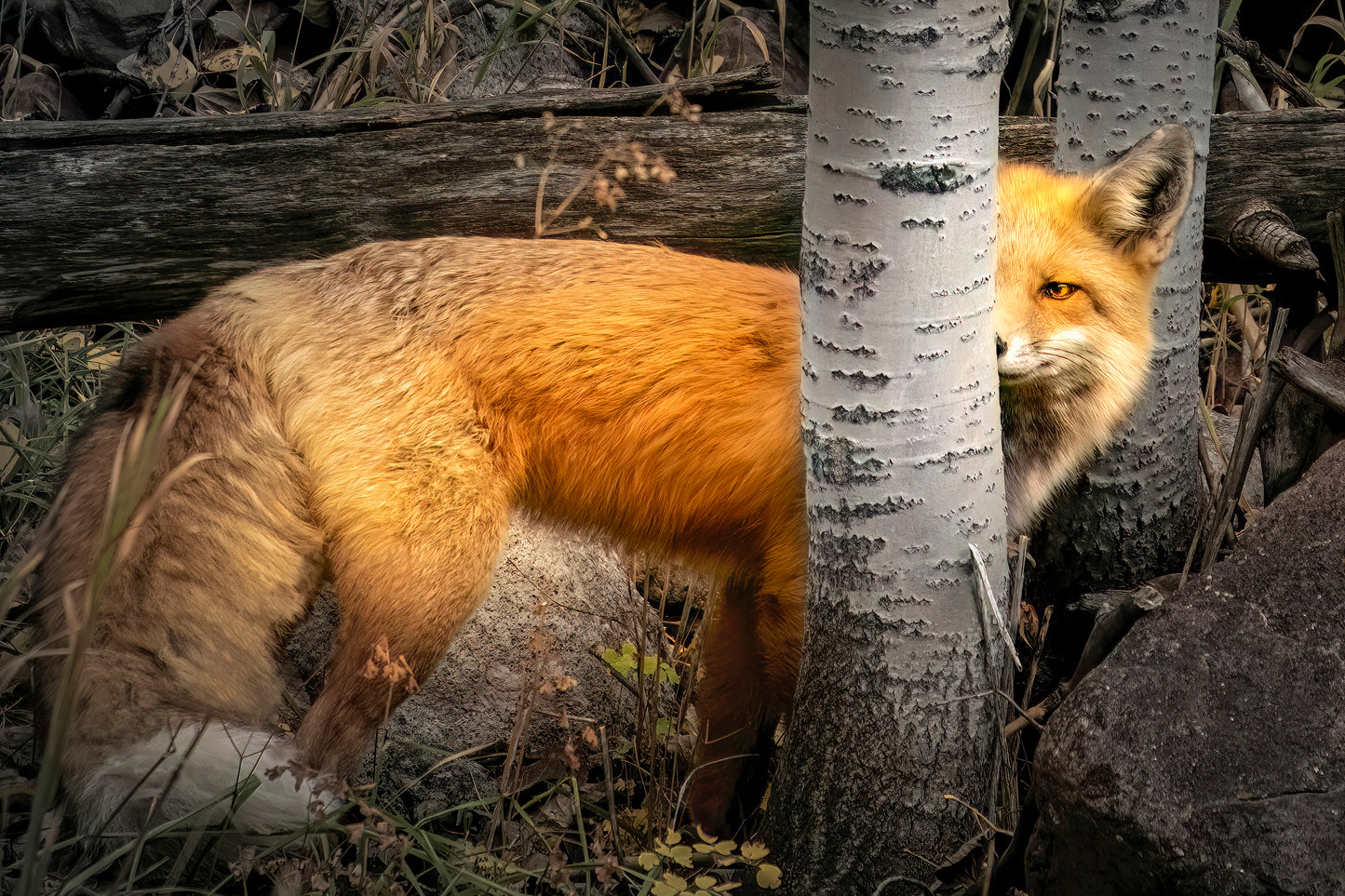 Title: Hide and Seek
