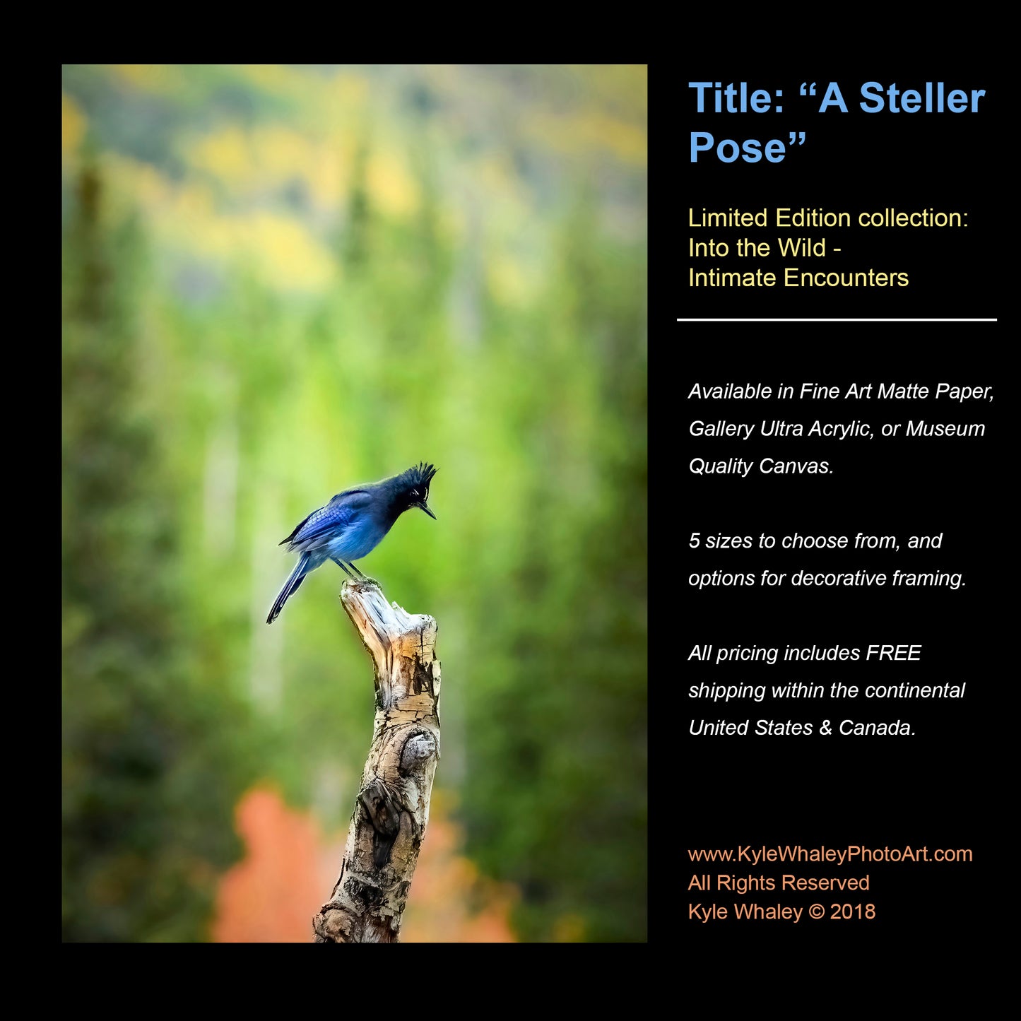 Title: A Steller Pose