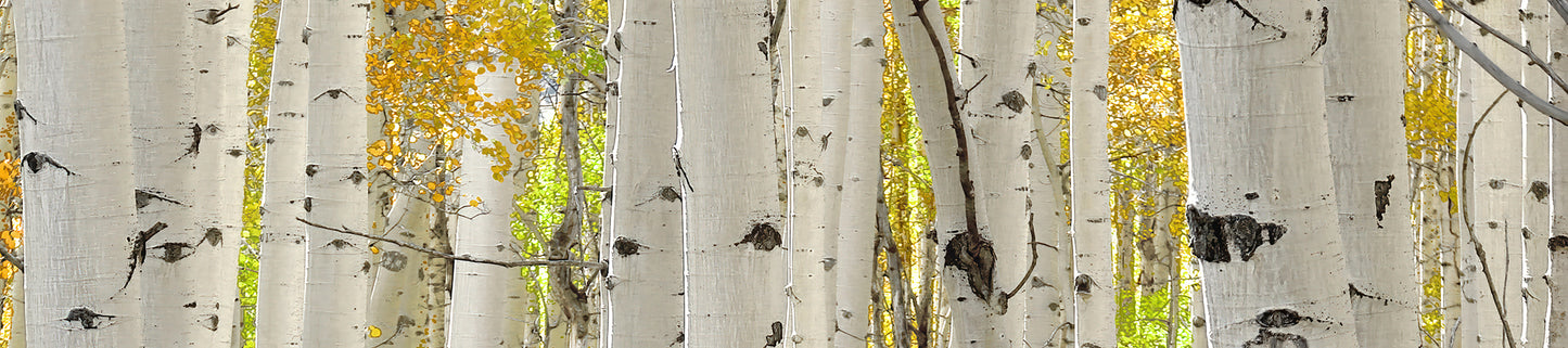 Title: The Forest Through The Trees