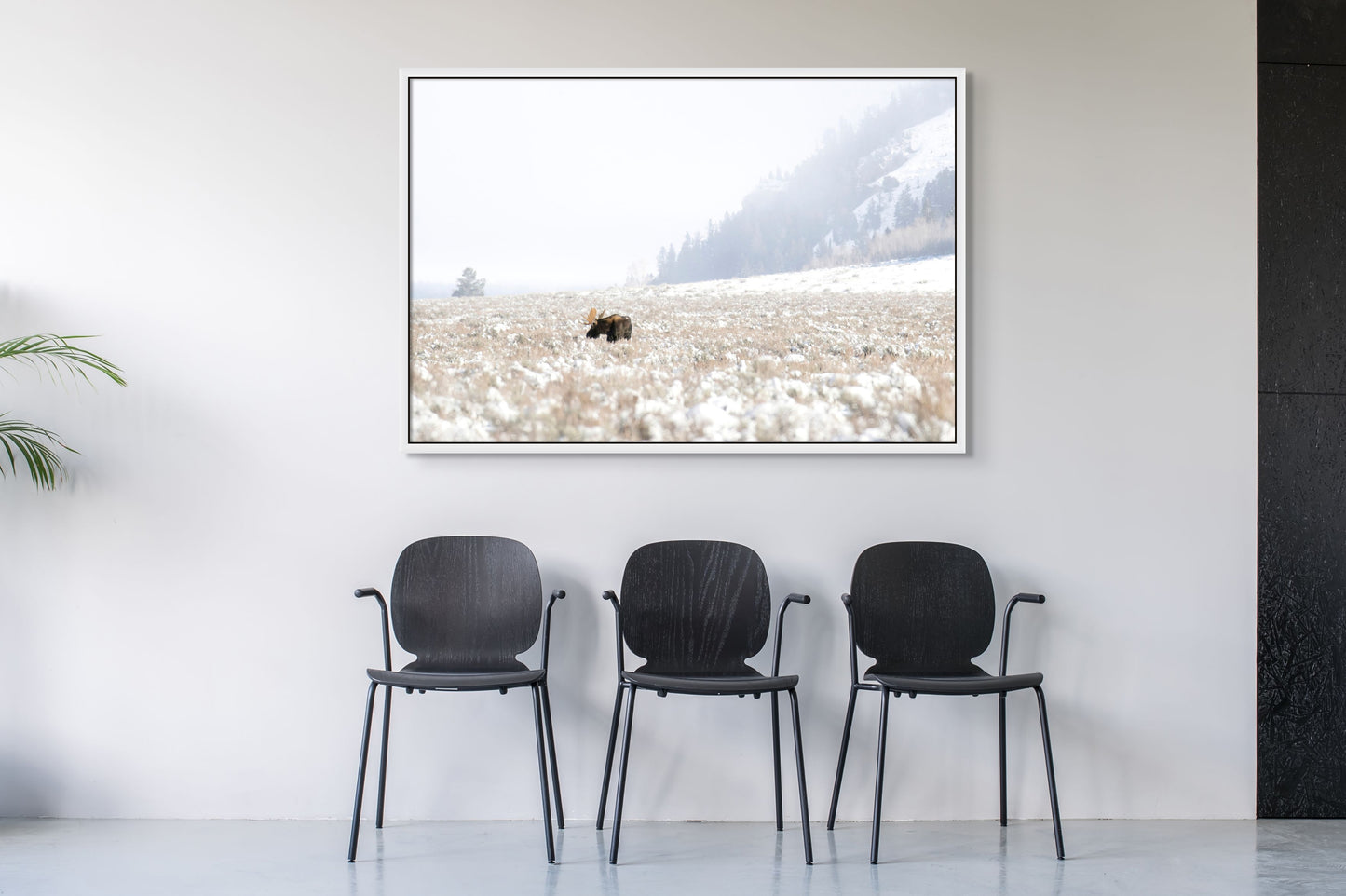 Title: Misty Morning Moose