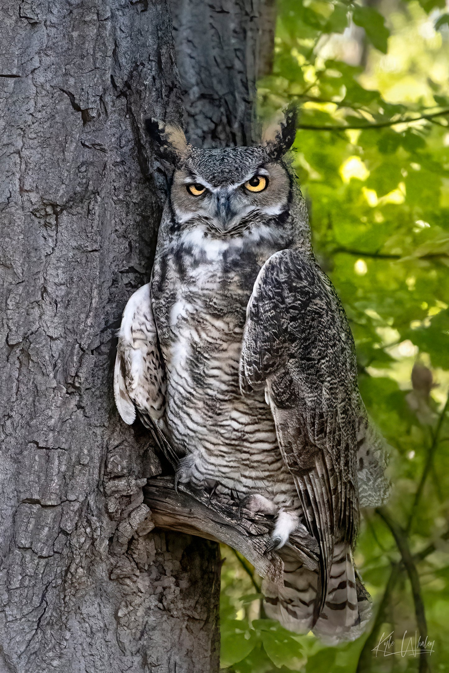 Title: The Watchful Guardian