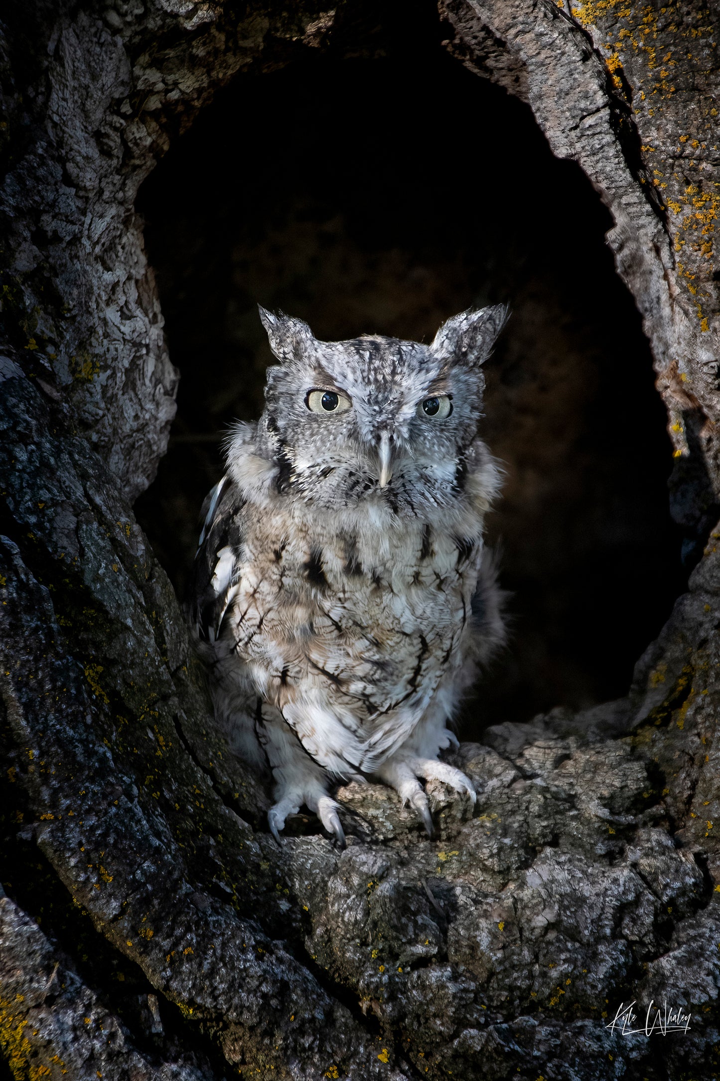 Title: Peek of the Hollow