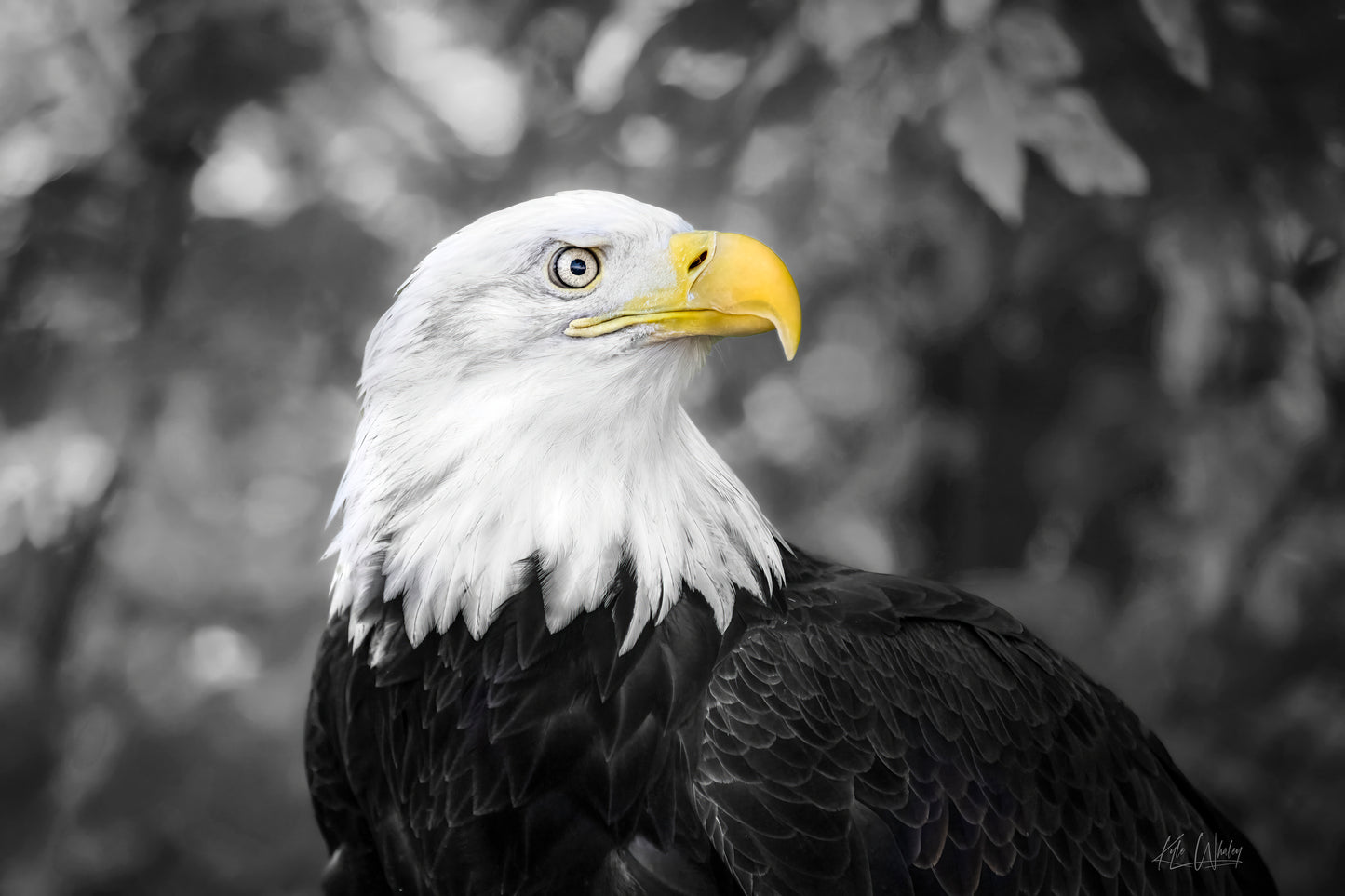 Title: Eagle's Gaze