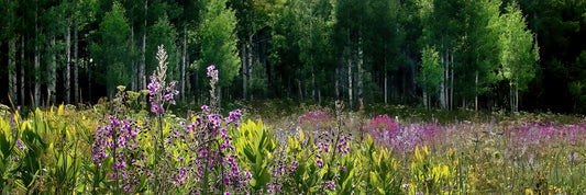 Title:    Amongst The Wildflowers