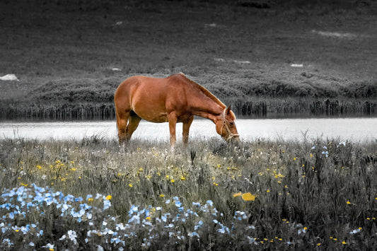 Title:    Field of Dreams