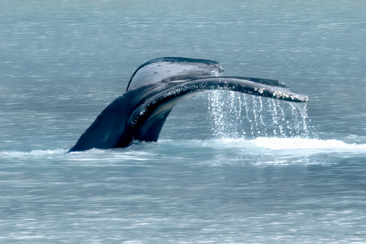 Title:    Tail of the Whale