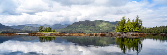 Title:    Sitka Spruce Reflections