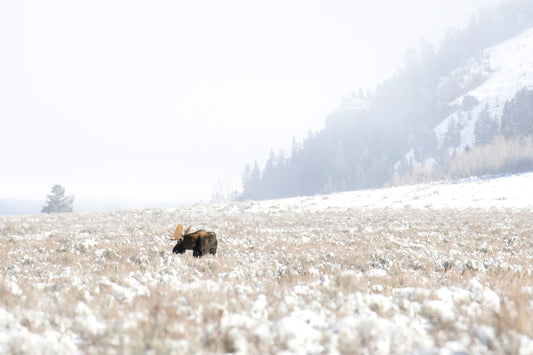 Title:    Misty Morning Moose