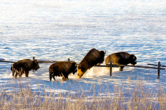 Title:    Counting Bison