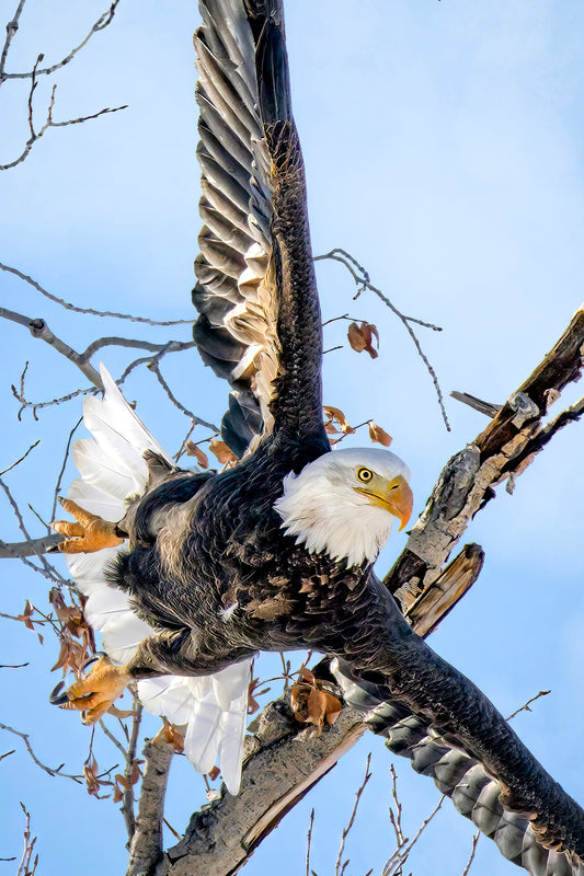 Title:    Taking Flight