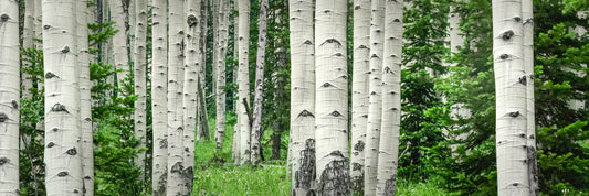 Title:    Forest Bath