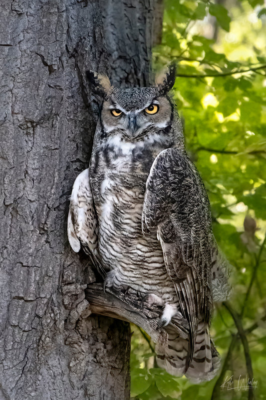 Title:    The Watchful Guardian