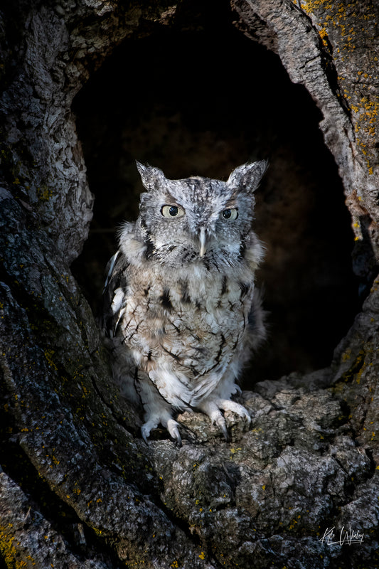 Title:    Peek of the Hollow