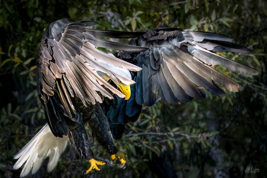 Title:    Wings of Majesty